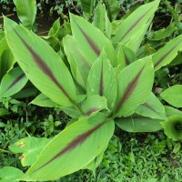 Curcuma zedoaria (Christm.) Roscoe